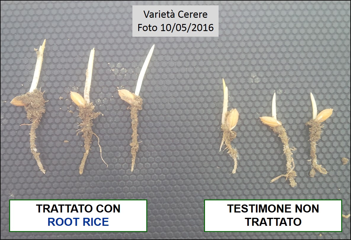 Comparazione delle piante di riso trattate con ROOT RICE e Testimone